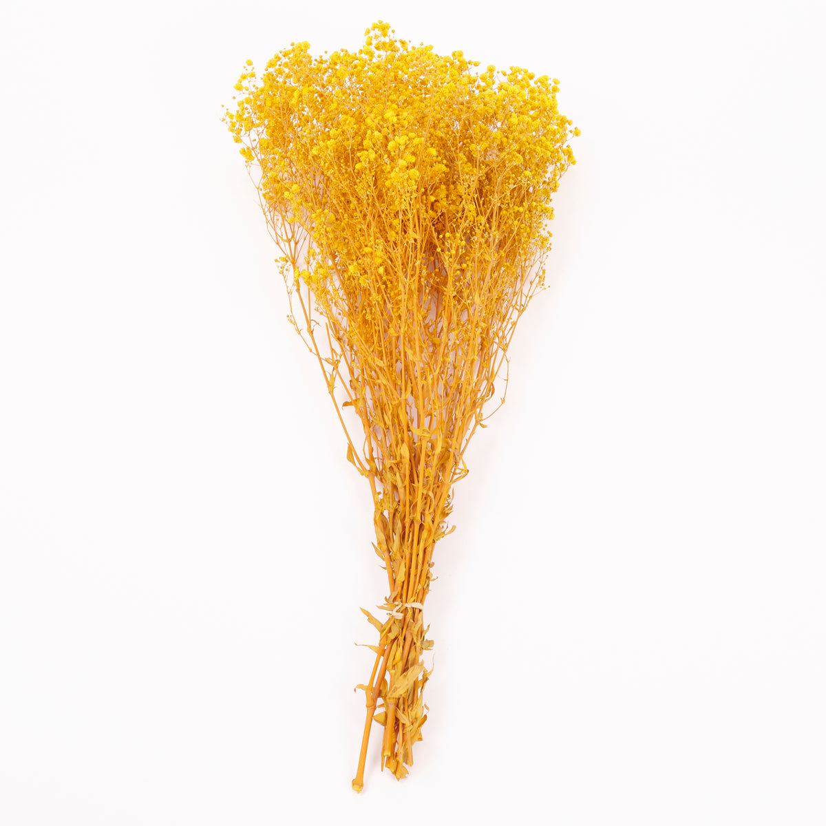 Gypsophila, Preserved, Yellow, 100g