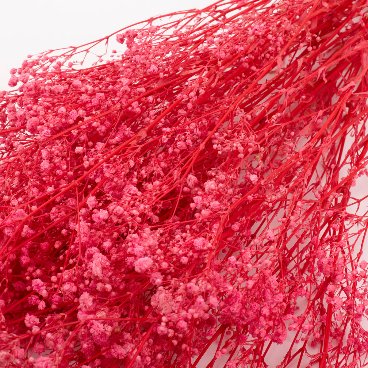 Gypsophila, Preserved, Pink, 100g