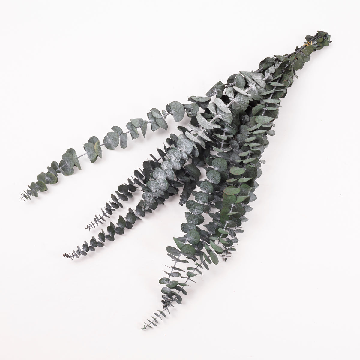 Eucalyptus Baby Blue, Preserved, Green, 10 Stem Bunch