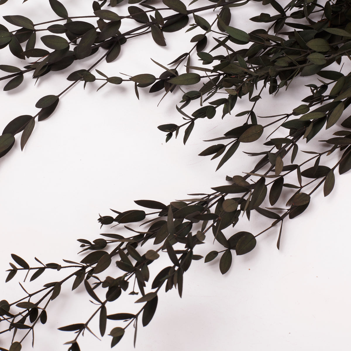 Eucalyptus Saligna, Preserved, Green, 100g Bunch