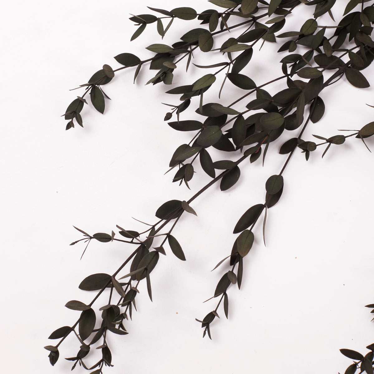 Eucalyptus Saligna, Preserved, Green, 100g Bunch