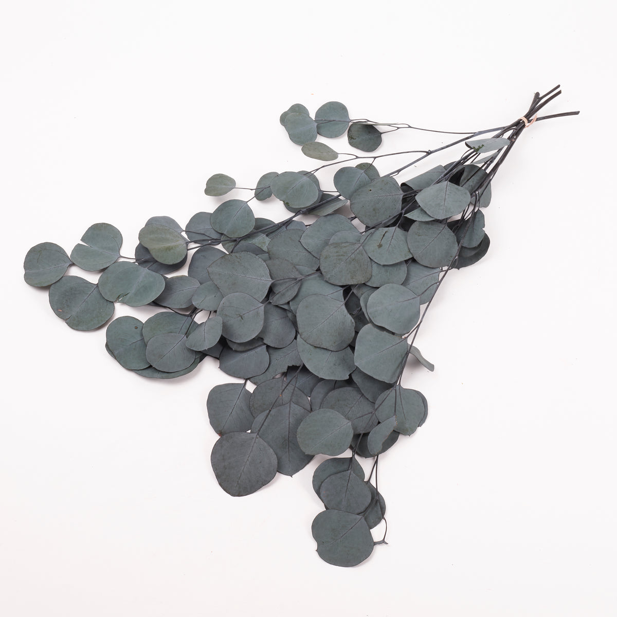 Eucalyptus Populus, Preserved, Green, 100g Bunch