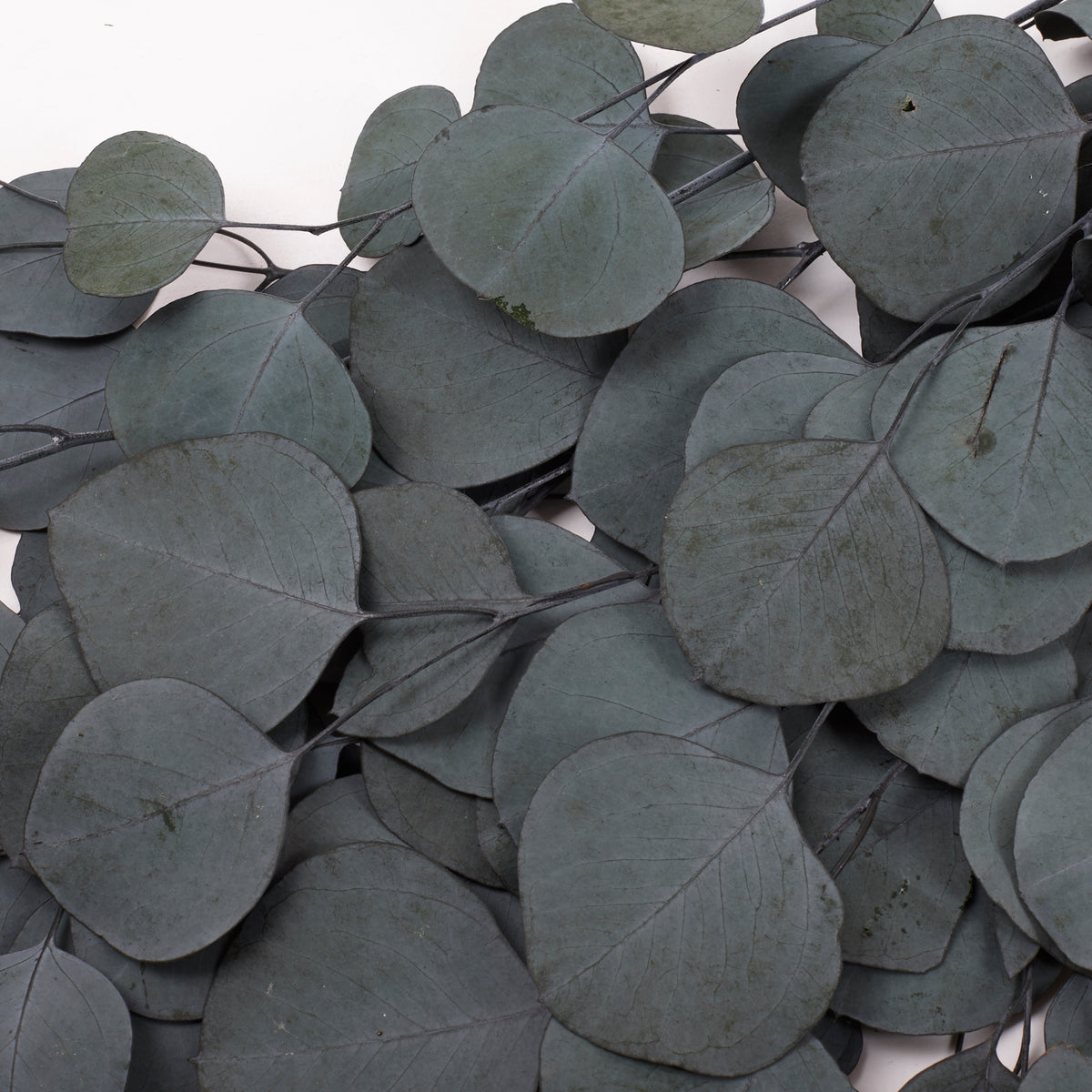 Eucalyptus Populus, Preserved, Green, 100g Bunch