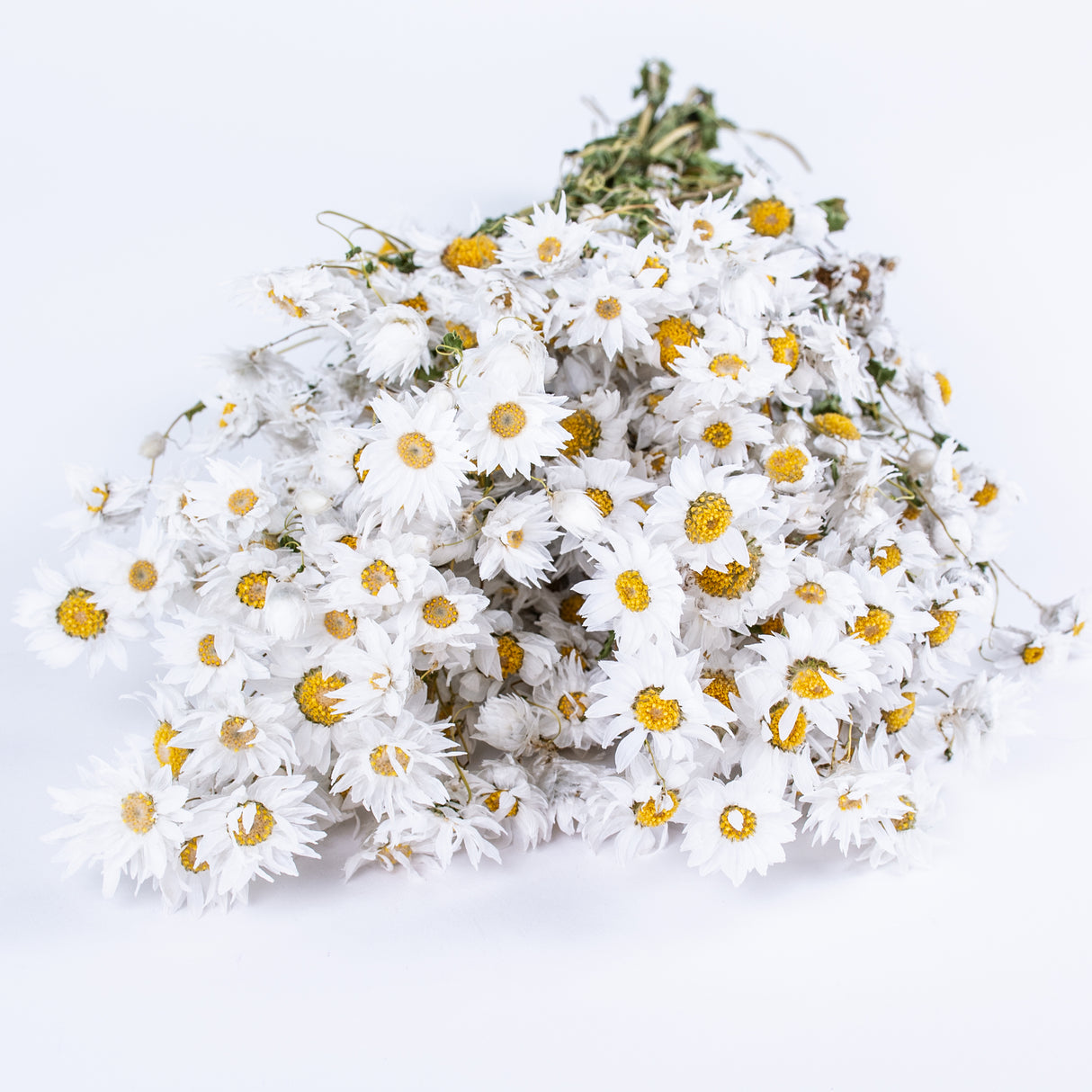 A bunch of white Rodanthe Daisy flowers with yellow centres