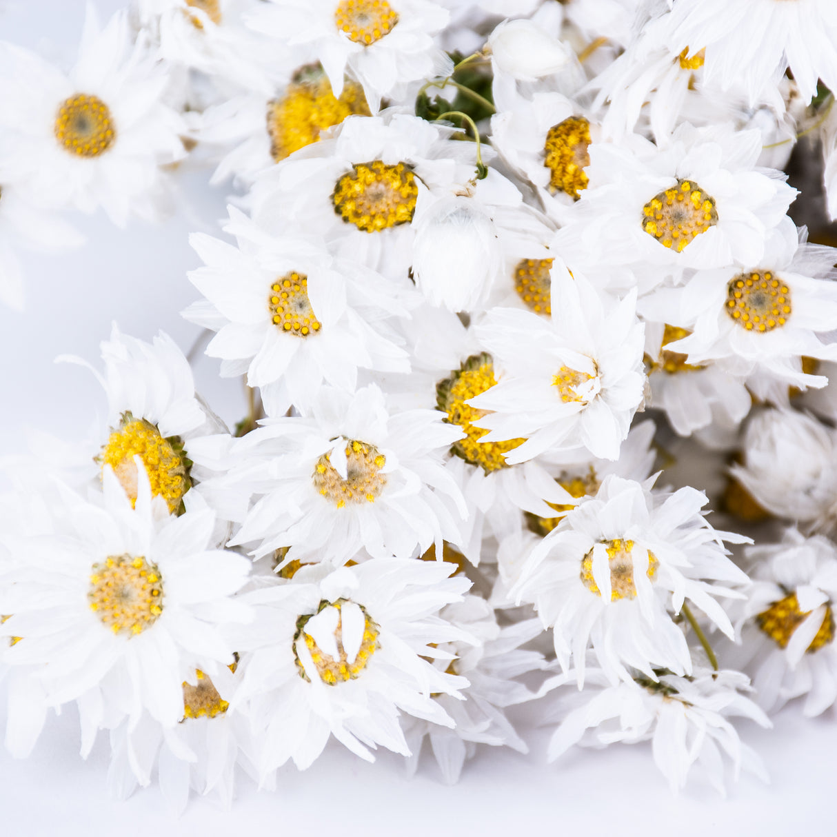 A bunch of white Rodanthe Daisy flowers with yellow centres