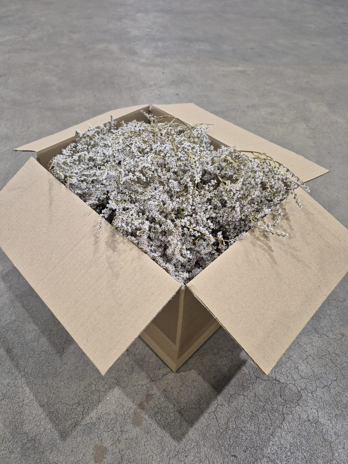 Statice tatarica, Dried, Natural Green, 500g Box