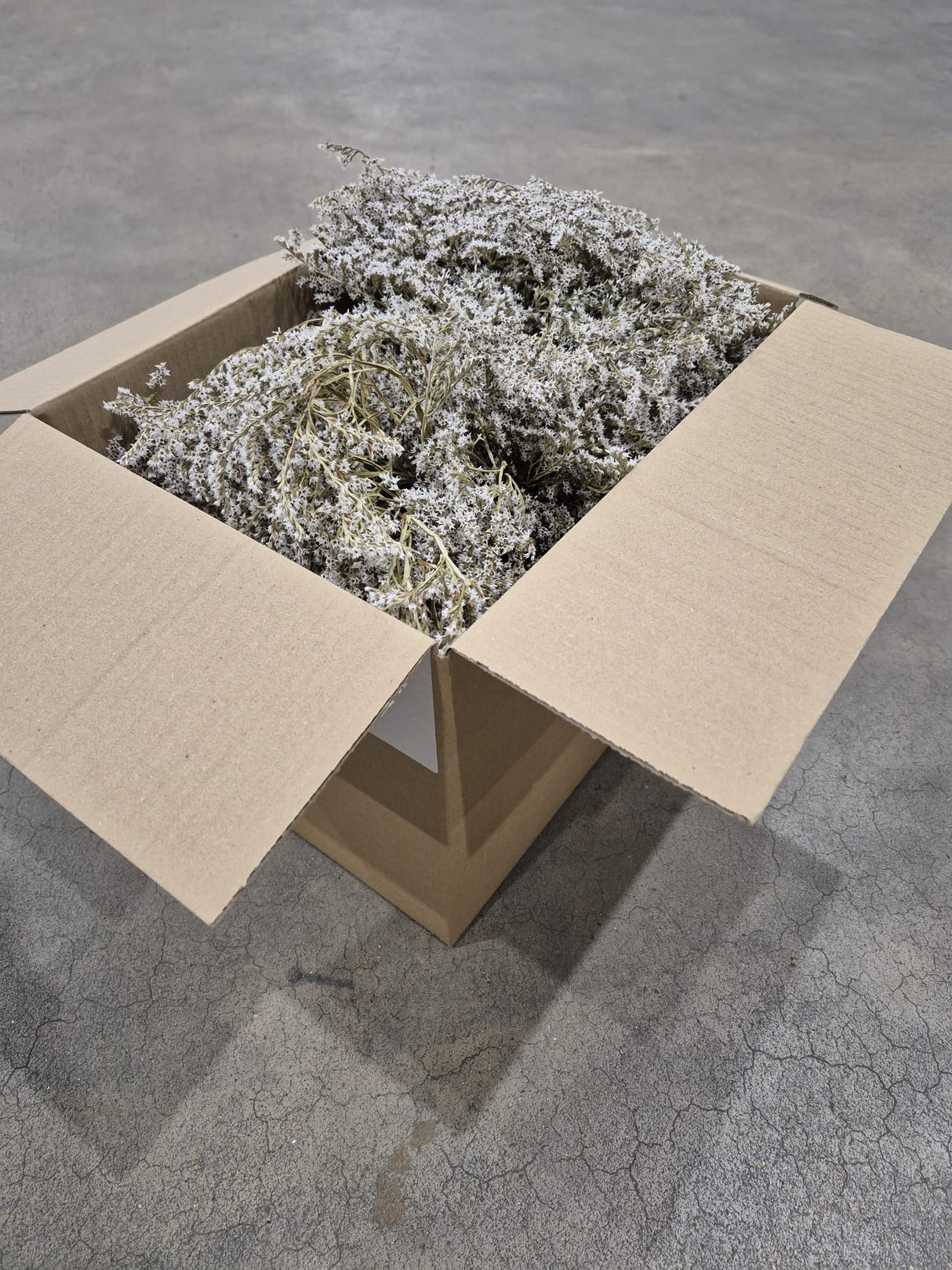 Statice tatarica, Dried, Natural Green, 500g Box