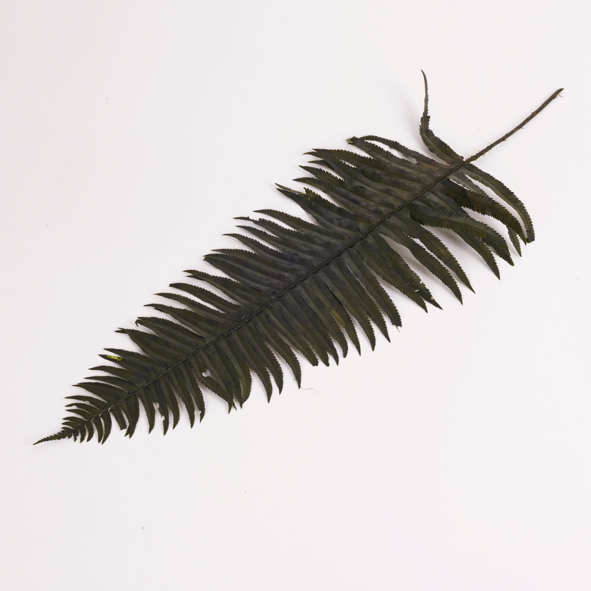 Fern, Western, Preserved, Green, Bunch x 10 Stems