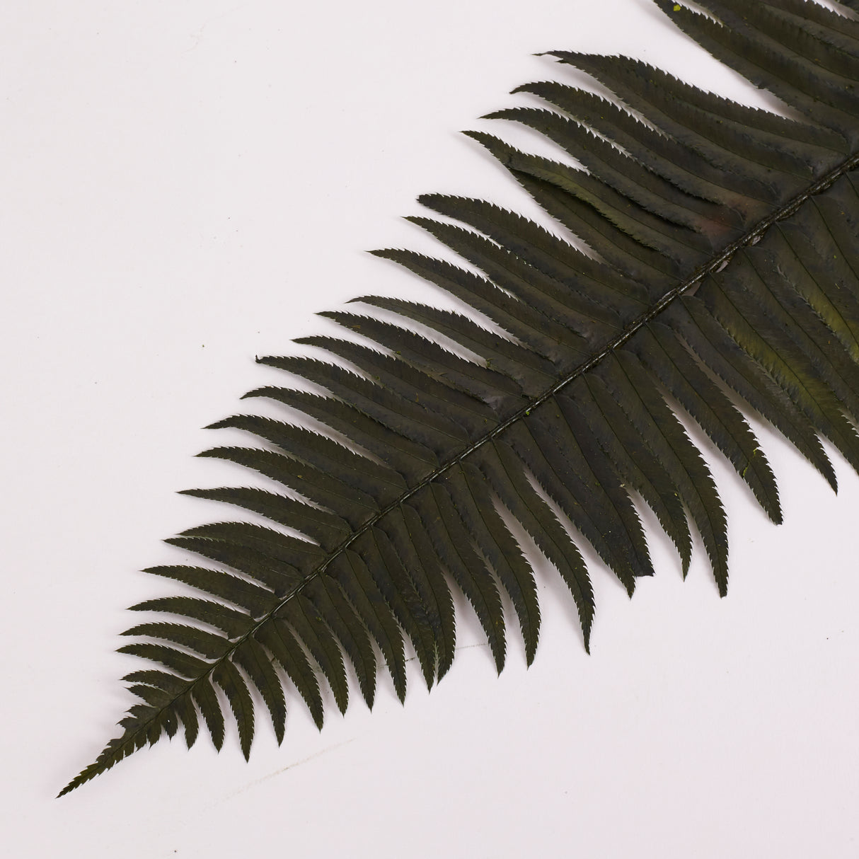 Fern, Western, Preserved, Green, Bunch x 10 Stems