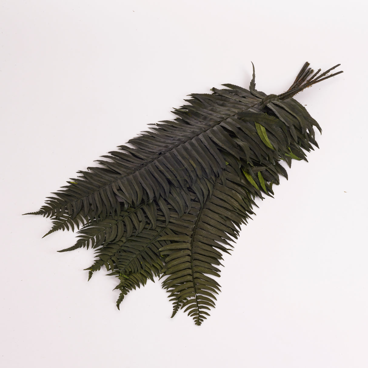 Fern, Western, Preserved, Green, Bunch x 10 Stems