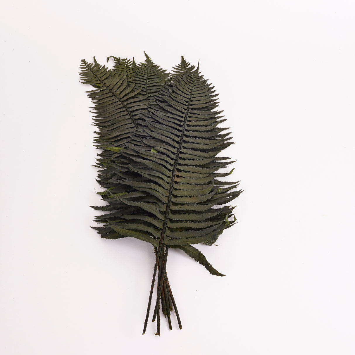 Fern, Western, Preserved, Green, Bunch x 10 Stems