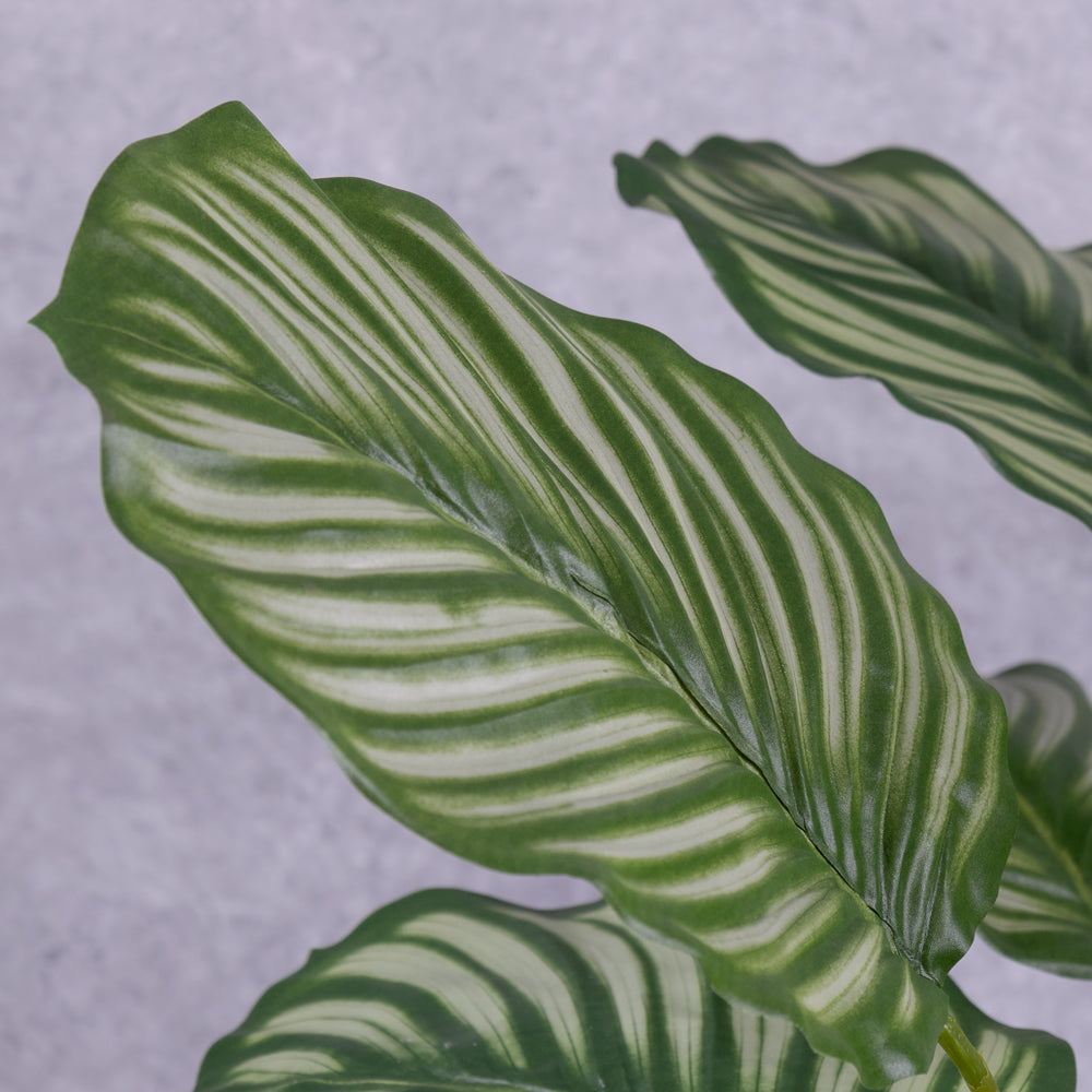 Close up detail of faux Calathea leaves