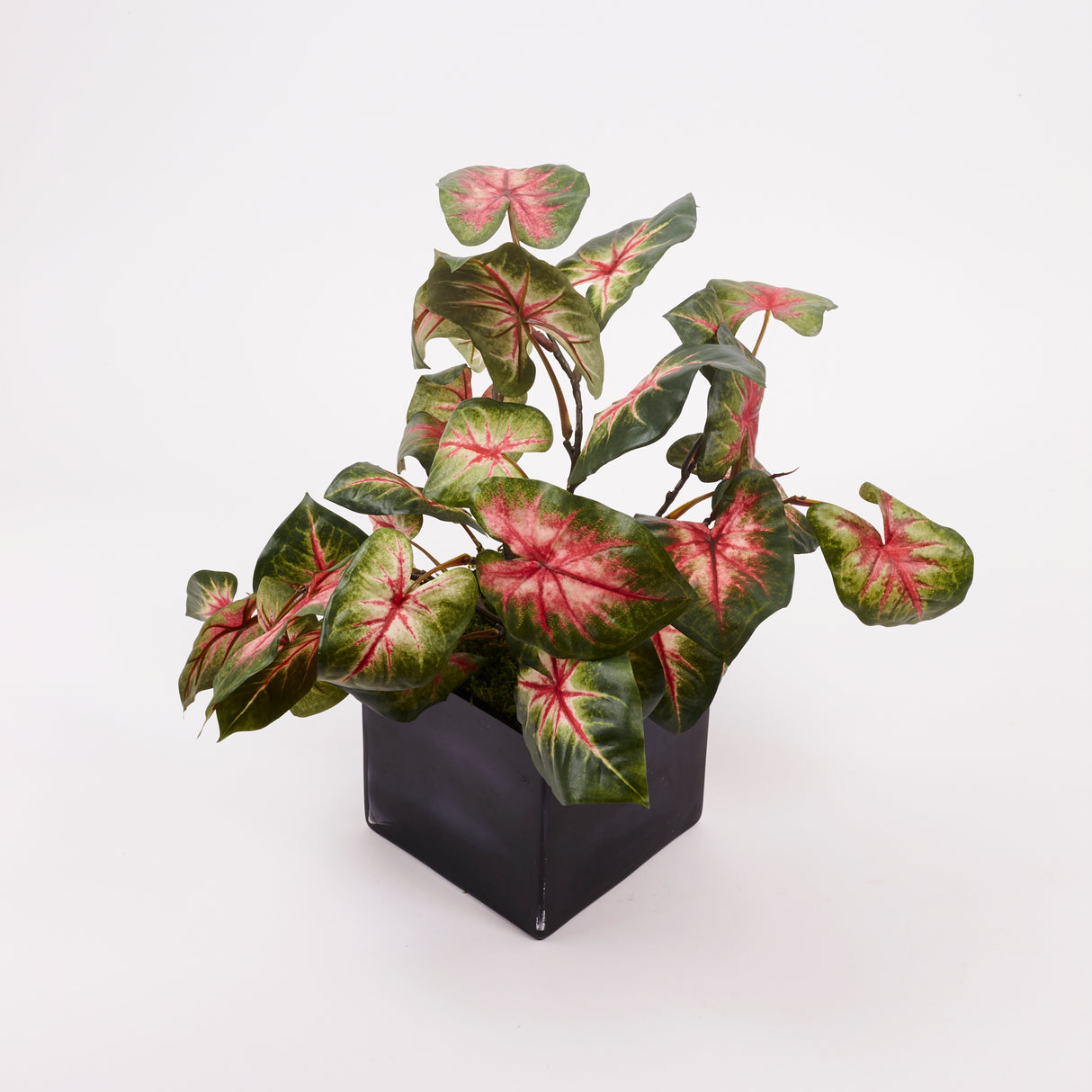 Caladium Plant, Vital Greens, H40cm