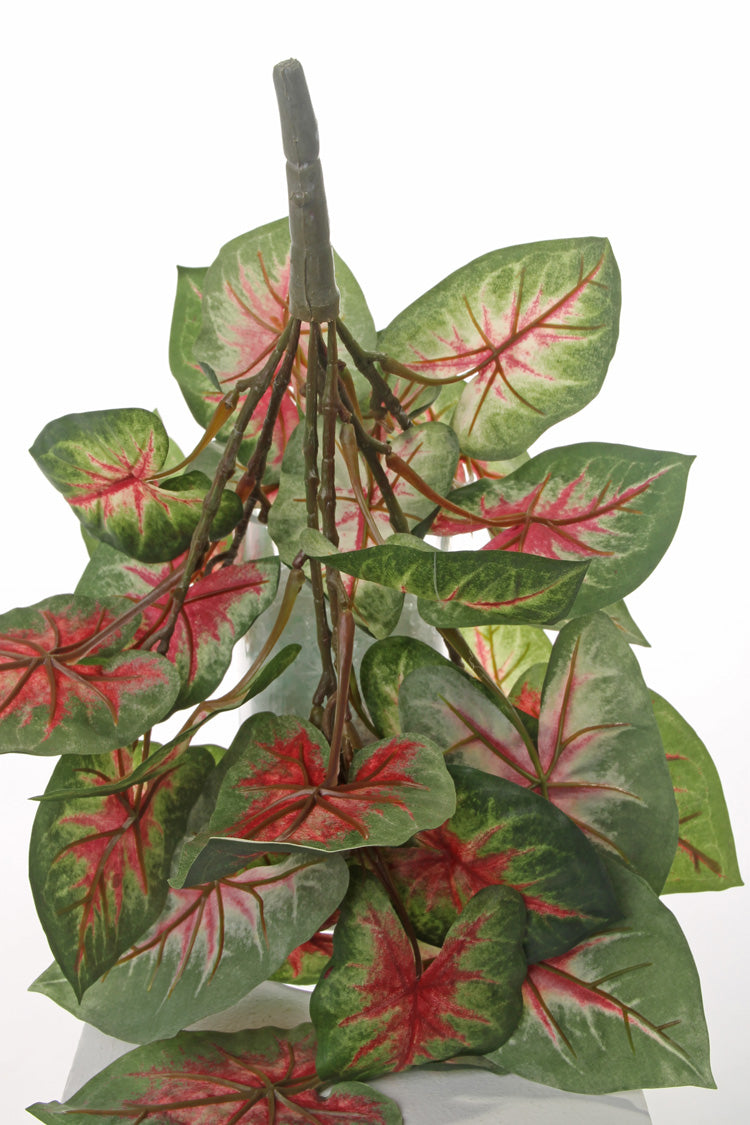 Caladium Plant, Vital Greens, H40cm
