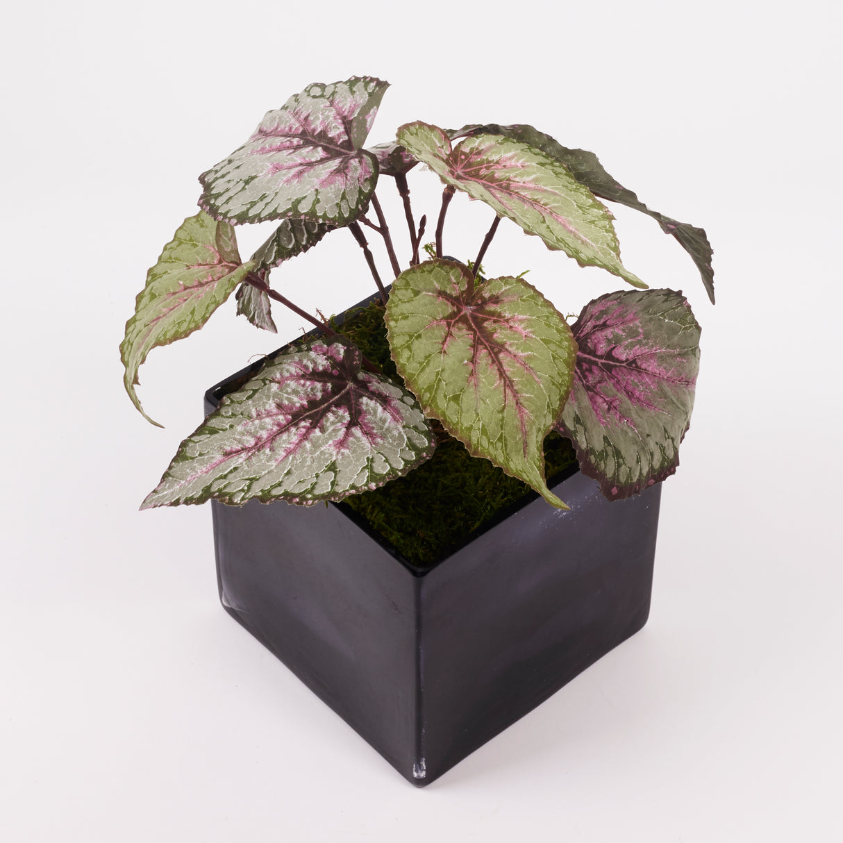 Begonia Rex, Leaf Begonia, Artificial, Red/Green, D25cm