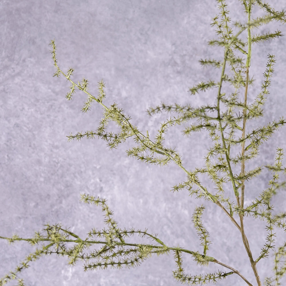 Close up detail of an Artificial Asparagus Fern, Wild Asparagus, Green, 130cm
