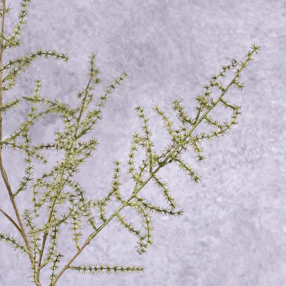 Close up detail of an Artificial Asparagus Fern, Wild Asparagus, Green, 130cm