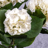 Hydrangea Plant, Cream, 43cm, Faux, UV