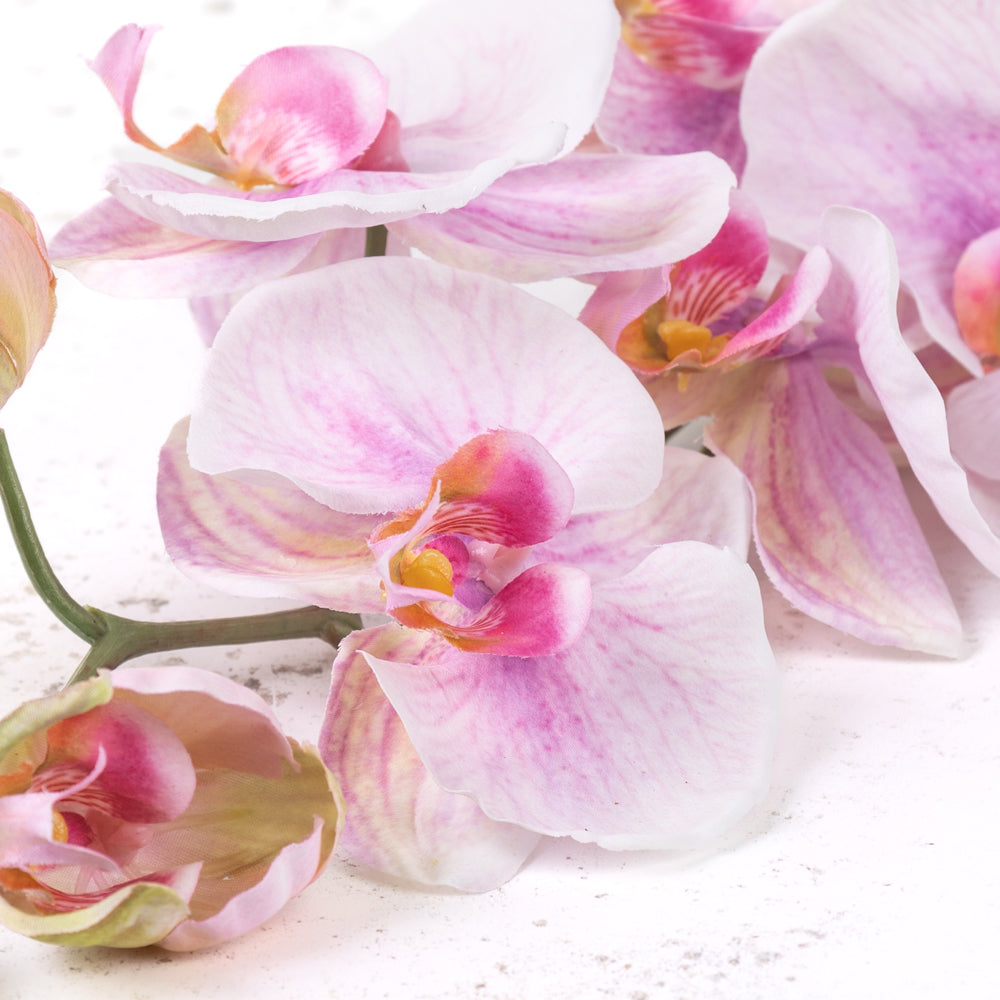 Phalaenopsis, White Rose, 102cm