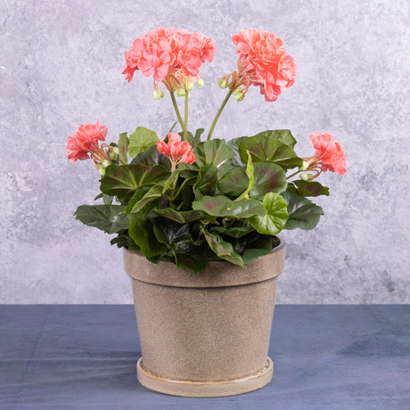 A faux, pink geranium plant displayed in a taupe coloured creamic pot.