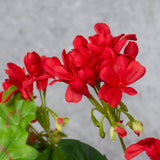 Geranium (Austrian), Red