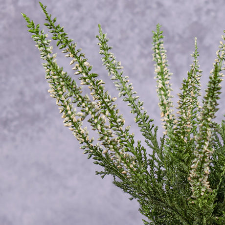 A Faux Erica, Calluna plant in green with cream flowers, showing close up detail