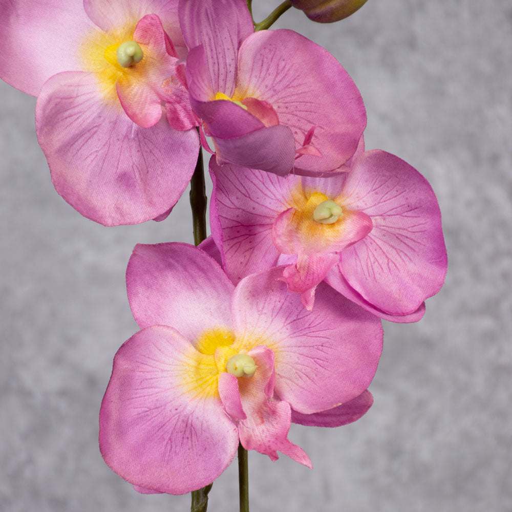 Phalaenopsis Plant, Lilac, 75cm