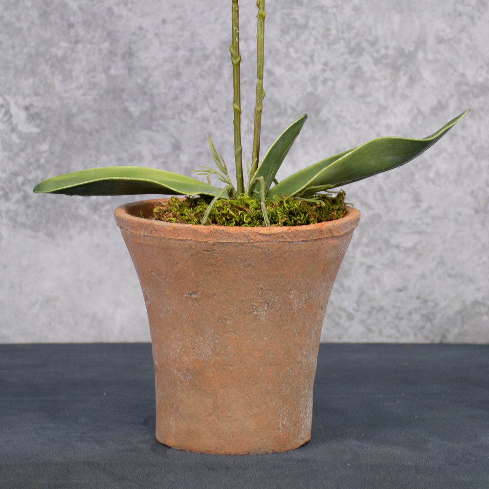 Phalaenopsis Plant, Lilac, 75cm