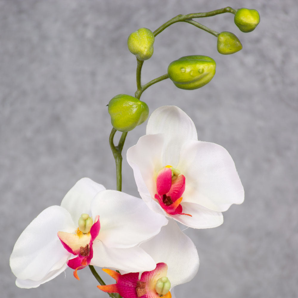 Phalaenopsis Plant, White/Pink, 75cm