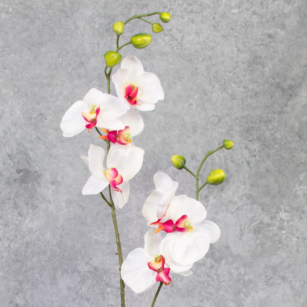 Phalaenopsis Plant, White/Pink, 75cm