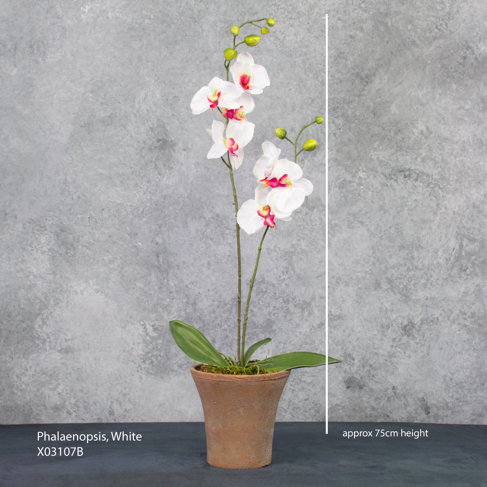 Phalaenopsis Plant, White/Pink, 75cm