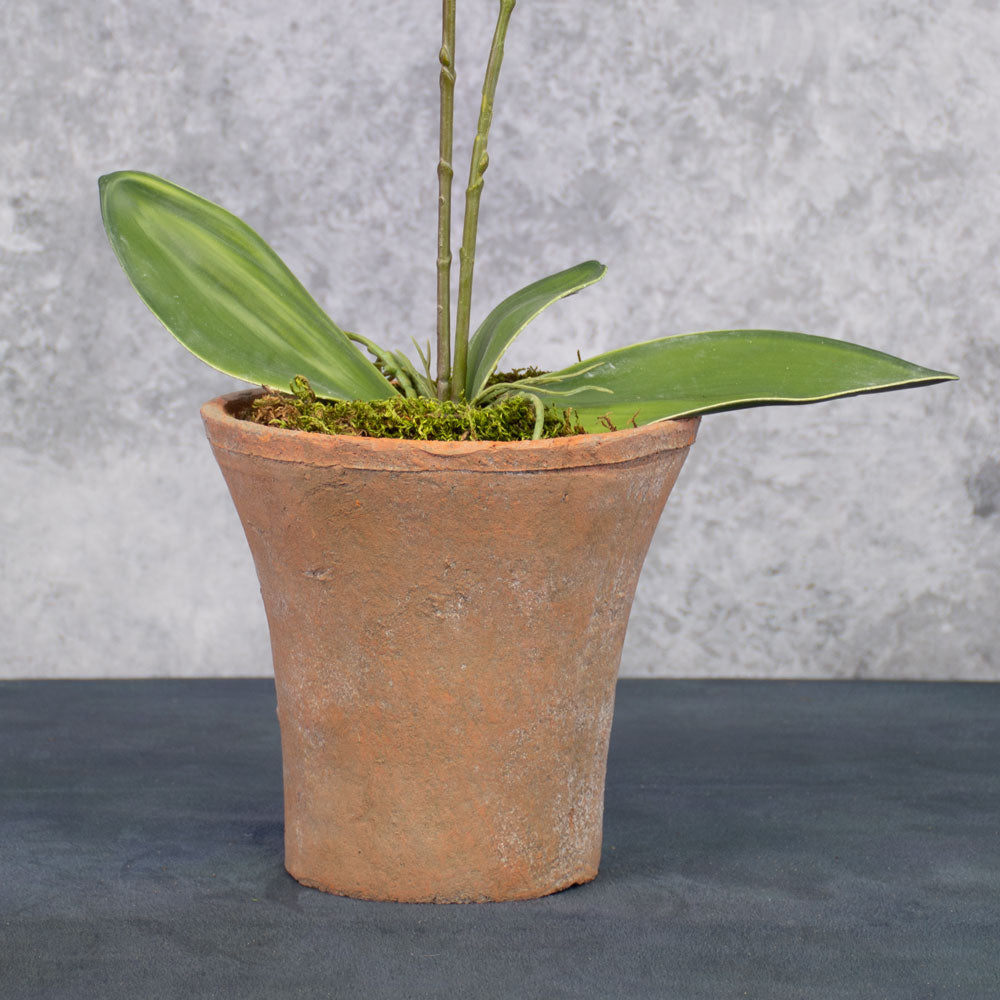 Phalaenopsis Plant, White/Pink, 75cm