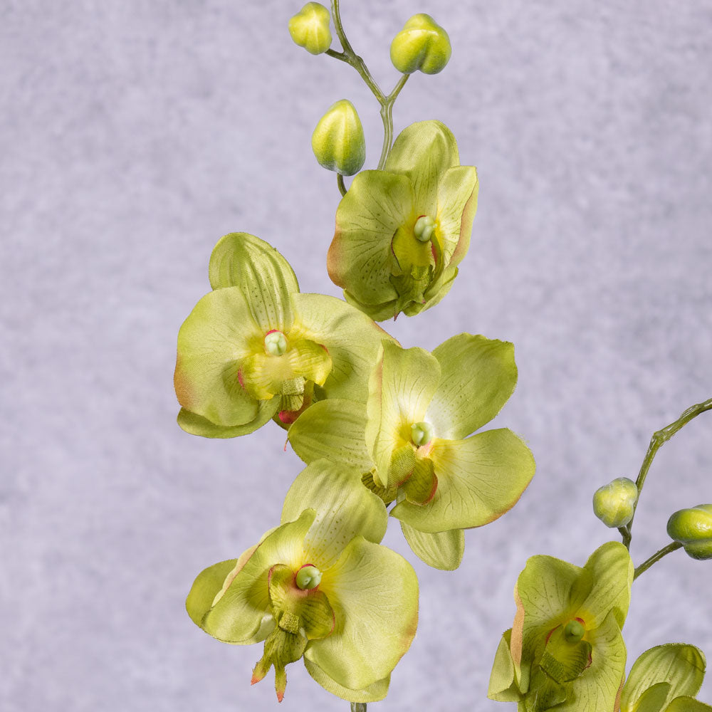 aenopsis Plant, Green, 75cm