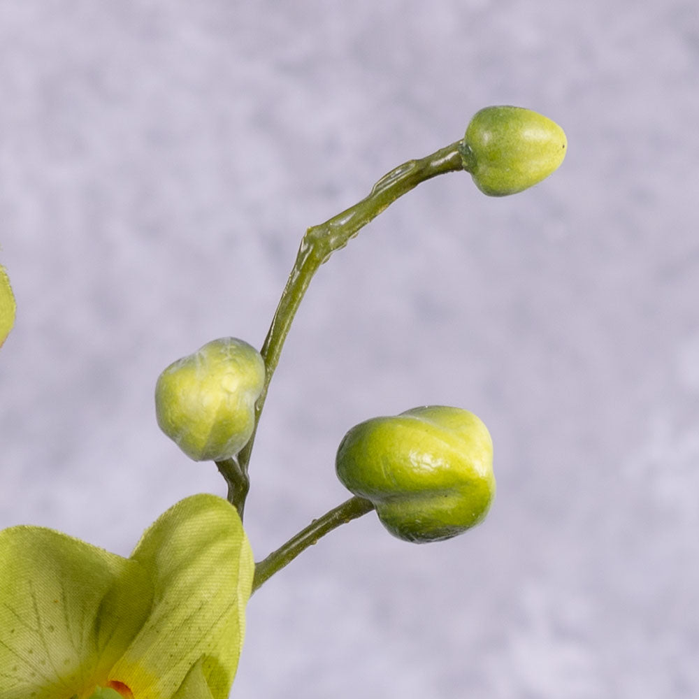 aenopsis Plant, Green, 75cm
