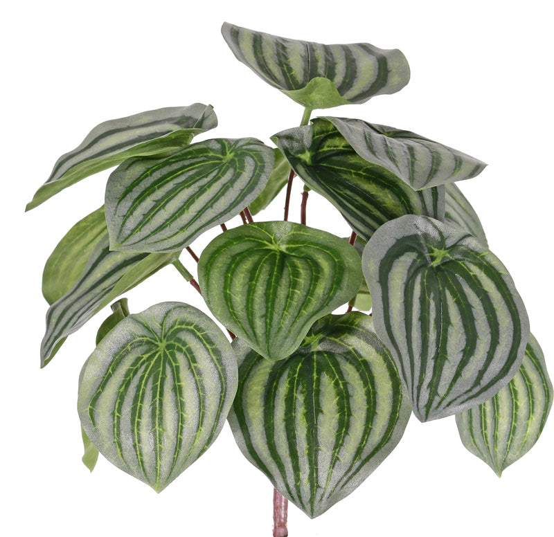 Peperomia Argyreia, Artificial, 25cm
