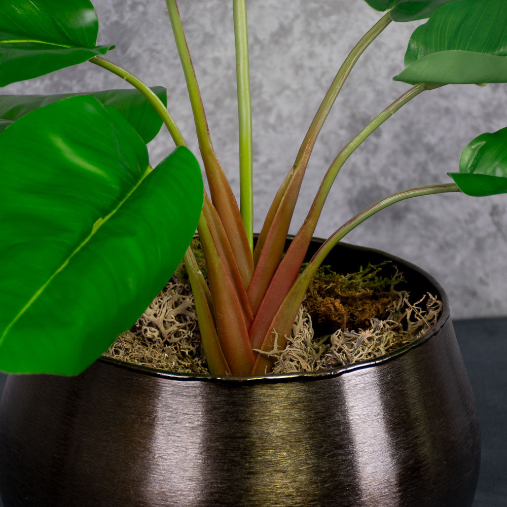 Banana Plant (Musa), 55cm