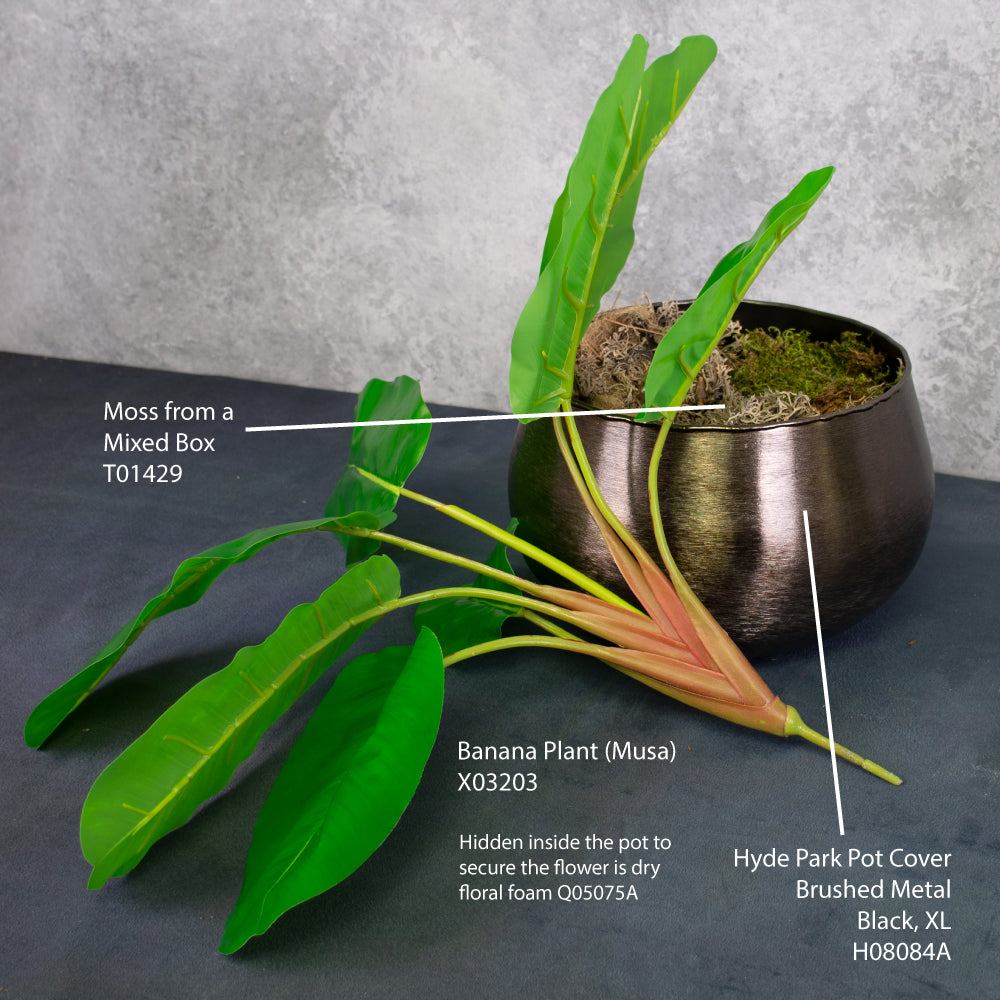 Banana Plant (Musa), 55cm