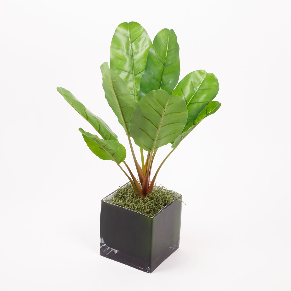 Banana Plant (Musa), Artificial, 55cm, UV Safe