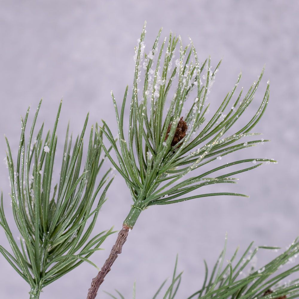 Pine Stem, Frosted, 81cm
