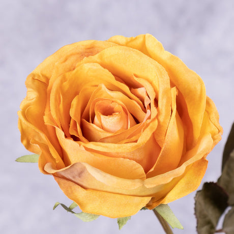 Rose Calista, Orange Creme, 66cm, Faux