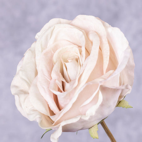 Rose Calista, Ivory Pink, 66cm, Faux