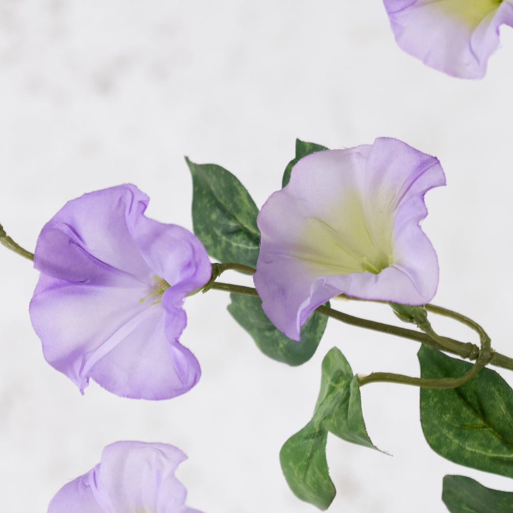 Convolvulus, Lilac, 63cm