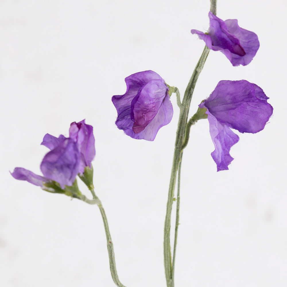 Sweet Pea, Lathyrus, Violet, 64cm