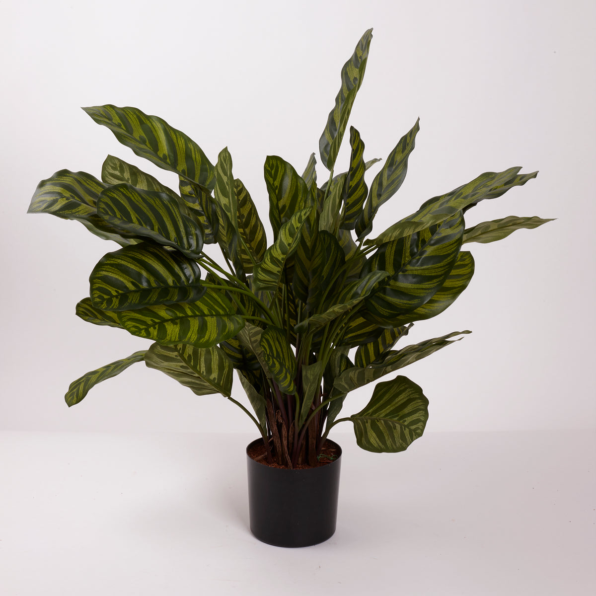 Calathea makoyana, Artificial, 65cm Ø x 67cm, in Pot