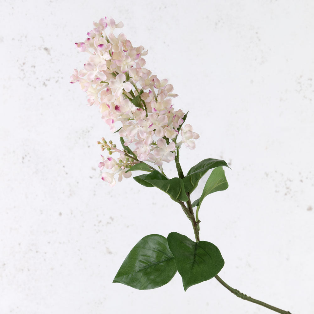 Lilac (Syringa), Light Pink, 80cm