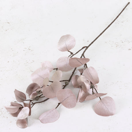 Eucalyptus 'Glamour', Arctic Pink, 83cm