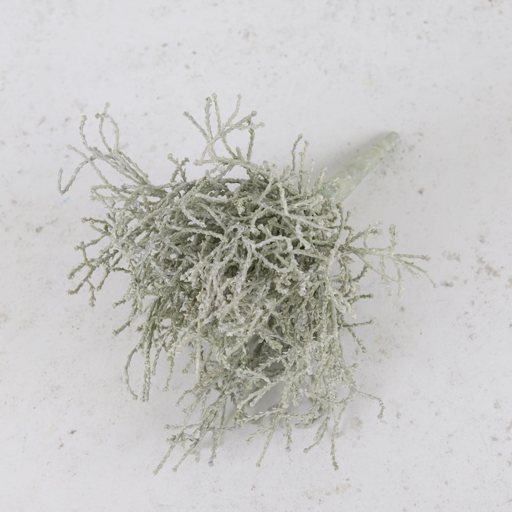 Calocephalus, (Cushion Bush), 25cm