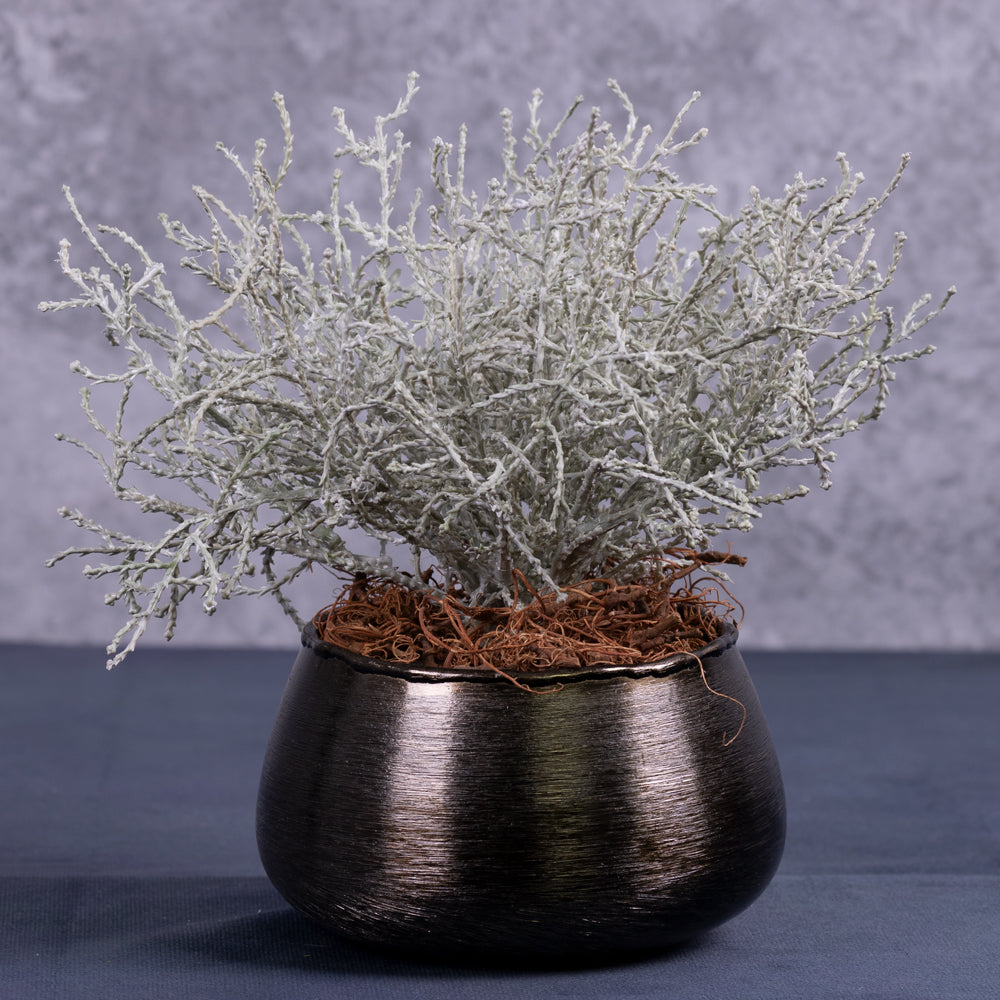 Calocephalus, (Cushion Bush), 25cm