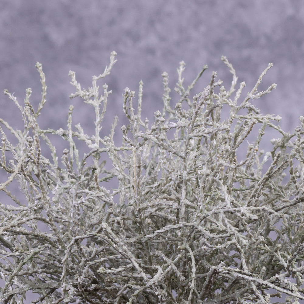 Calocephalus, (Cushion Bush), 25cm