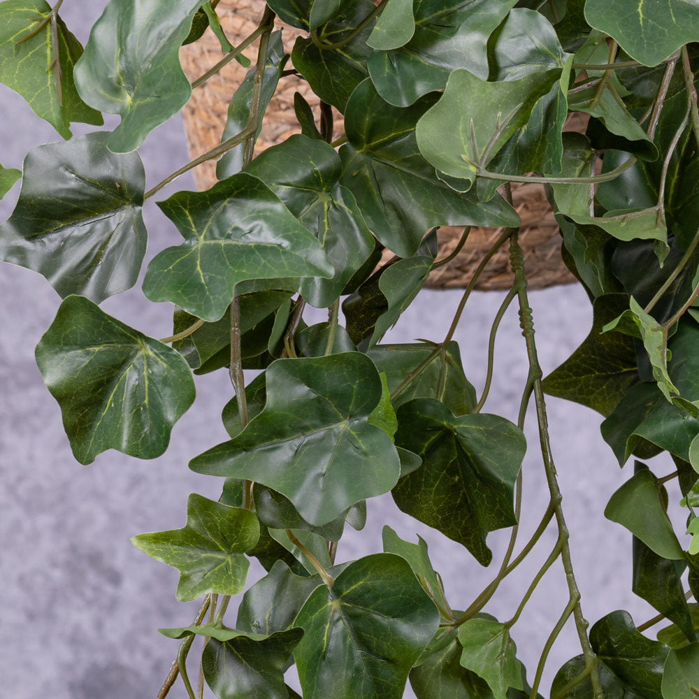 Ivy (hedera helix), Green
